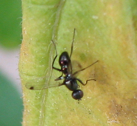 E'' una formica alata?